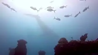 Humpback Whale 🐋 visits Neptune Memorial Reef