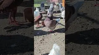 Gołębie ozdobne