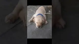 DoDo Rockstar