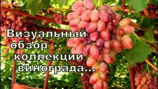 ВИЗУАЛЬНЫЙ ОБЗОР ВИНОГРАДА часть1