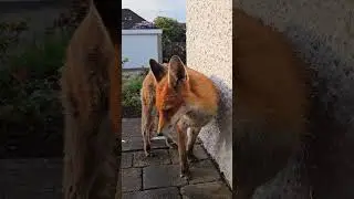Wild Fox Got Soaked During Her Visit #foxes #wildfox #fox #urbanfoxes #wildanimals #cute #redfox
