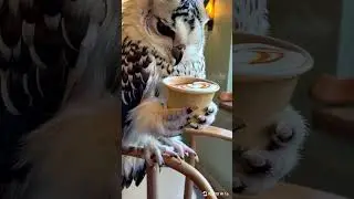 Owl Barista! #owl #owls #owlhouse #owlcraft #coffee #cofeelover #espresso #latte #lateart #barista