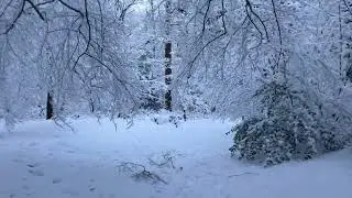Sneeuw januari 2026 ☃️ - #corversbos #januari2026 #nature #sneeuwpret #wintervibes #relax #dutchsnow
