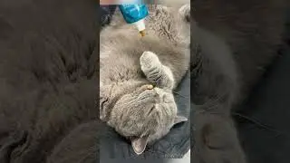 How to wake up a sleeping cat😀#shorts #funnycats