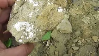 Invertebrate fossils in the Golesti Paleontological Reserve, Romania