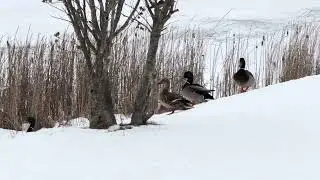 Flying in to fill up for the storm! #ducks #wildlife #pond #feedducks