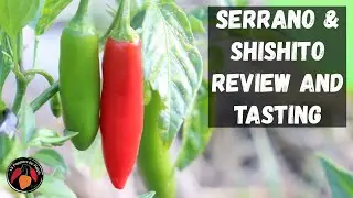 Serrano and Shishito Review and Tasting