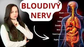 Bloudivý nerv - HLAVNÍ NERV vašeho klidu, trávení, tlaku / Tahle 2 cvičení zachraňují!