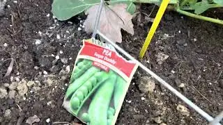 Planting Spring Peas | #spring2023