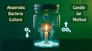 Candle Jar Method for Anaerobic Bacteria | Principle, Procedure & Uses in Microbiology