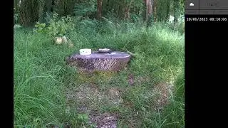 🔴Live: Irish Woodland Wildlife | Pine Martens , Foxes , Badgers , Birds and more!