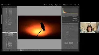 Christopher Smith - Creativity and Light in Bird Photography