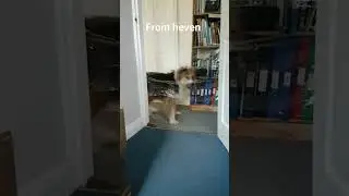 dog vs invisible wall #shorts #memes #trending
