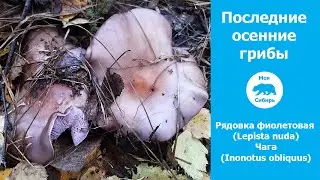 Гуляю по лесу. Последние осенние грибы Рядовка фиолетовая (Lepista nuda) и Чага (Inonotus obliquus).
