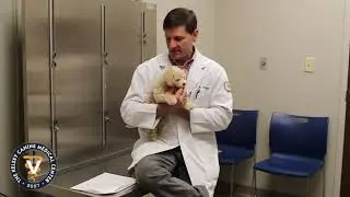 5 Questions to ask a Rescue or Shelter