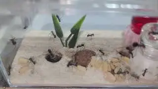 Myrmecocystus placodops