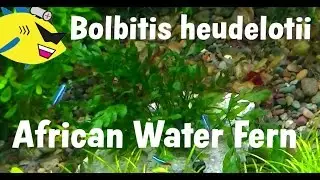 African Water Fern: Bolbitis heudelotti Plant Profile