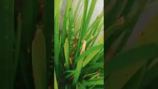 பனியிலும் ரெயின் லில்லி பூ# பிங்க் கலர் # rain Lilly flower # terrace garden forming # மாடித்தோட்டம்