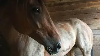 Cómo limpiar establos de caballos en Estados Unidos