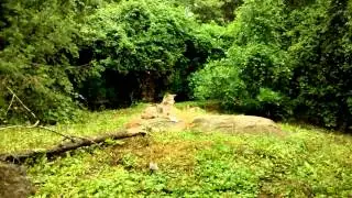 Stone Zoo - Coyote