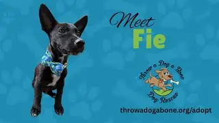 Fie, an adoptable puppy from Throw a Dog a Bone Dog Rescue