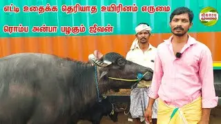 எருமை மாடு வளக்குறதுக்கு கொடுத்து வச்சிருக்கணும்|வளக்குறவங்கள கேட்டு பாருங்க அதோட அருமைய  #buffalo
