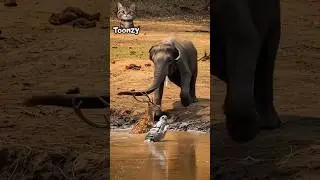 &ldquo;Unbelievable! Elephant Rescues Deer from Deadly Crocodile #animalrescue #wildlife #youtubeshorts