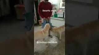 rocky Simba ki security service #shortvideo #shorts #labrador #cutedog