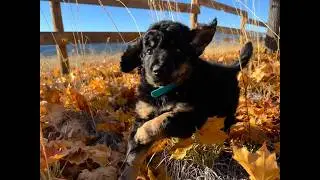 8 Week Old Tiny Aussiedoodle Puppy Playing| Aussiedoodle Breeder BC | Designer Aussiedoodles Canada