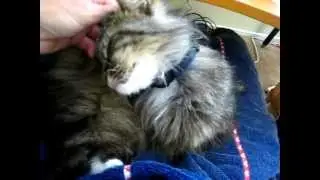 Cat demands to be petted