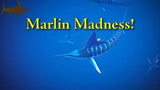 Marlin Madness!