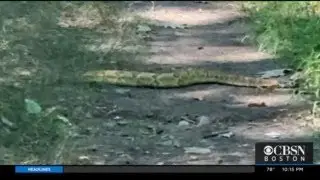 Hiker Spots Endangered Timber Rattlesnake In Blue Hills Reservation