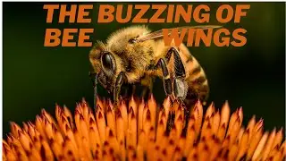 The buzzing of bee wings.