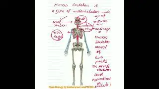 human skeleton,parts of skeleton,by khan biology