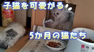 子猫を可愛がる5か月の猫たち