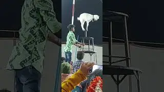 Goat Circus videos