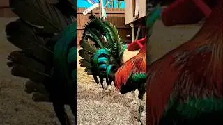 buyugin napaka ayus gawin broodcock #chicken #rooster #ayam