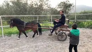 Pony in doma circense attaccato e montato addestramento e vendita