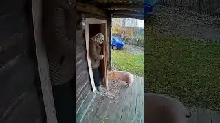 Милая хрюшка! #viral #shorts #прикол #смех