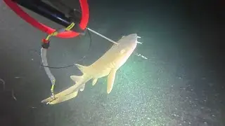 Blue #spearfishing and #adventure beez man kill nurse #shark in bad weather water 
