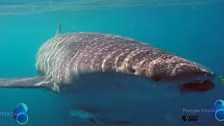 Plong&eacute;e Nosy Be avec Forever Dive