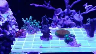 Austin Reef Club Frag Swap 2015 Loot