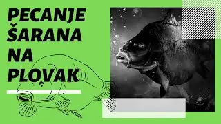 Pecanje šarana na plovak: Mali savjeti za uspješan ribolov