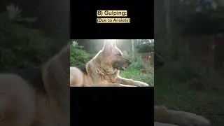 Abnormal Dog Behaviours which shouldn't be avoided| Vetdoc | Pet videos| #Shorts