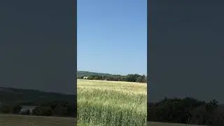 Wheatfields Dancing in the Wind &ndash; A Beautiful Saskatchewan Scene