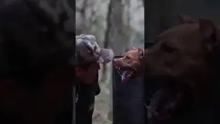 Aggressive Pitbull attack 😱😱 army 💜 #army #pitbull #short
