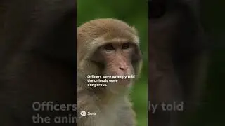 Tragic Mix Up: Escaped Monkeys Killed After Mississippi Crash 😔🐒