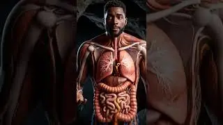 Caveman Digestive System After Eating Mango Slice #digestion #anatomy #mango #plumber #cavemanlife