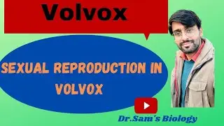 Sexual Reproduction in Volvox