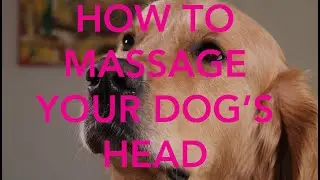How To Massage Your Dog: The Head